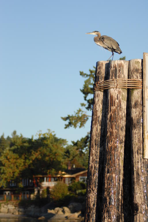 Galiano Oceanfront Inn & Spa Sturdies Bay Exterior foto